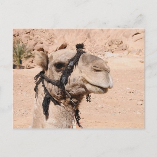 Camels in de woestijn bij St. Catherine's Briefkaart (Voorkant)