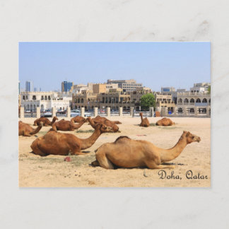Camels in Doha Briefkaart