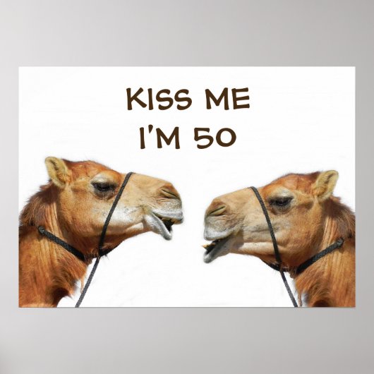 Camels Kissing Funny Poster (Devant)