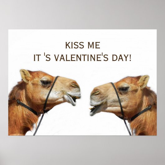 Camels Kissing Funny Poster (Devant)
