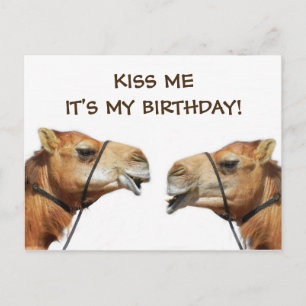 Camels KissingFunny Briefkaart