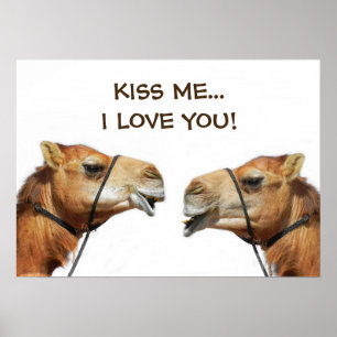 Camels KissingFunny Poster