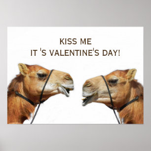 Camels KissingFunny Poster