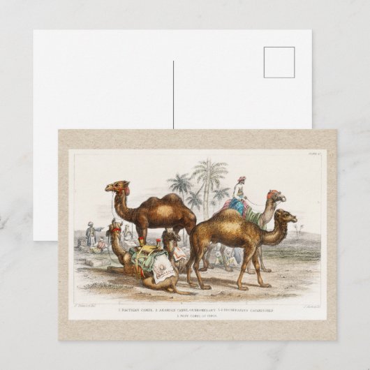 Camels of India  Illustration, 1820 Briefkaart (Voorkant / Achterkant)