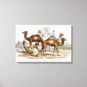 Camels of India  Illustration, 1820 Canvas Afdruk