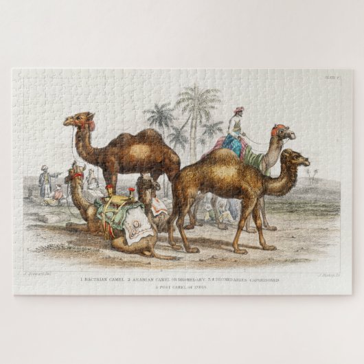 Camels of India  Illustration, 1820 Legpuzzel (Horizontaal)