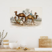 Camels of India  Illustration, 1820 Poster (Keuken)