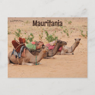 Camels Resting in Mauritanië Briefkaart
