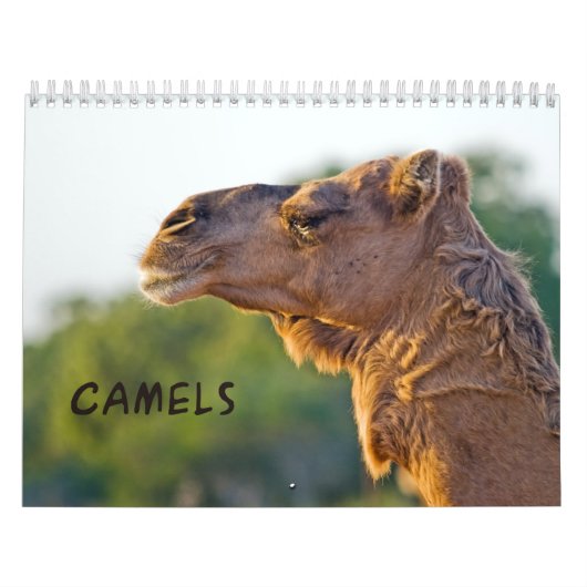 CAMELS Wandkalender Kalender (Hoes)