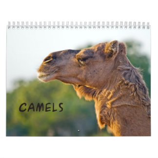 CAMELS Wandkalender Kalender