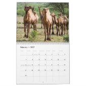 CAMELS Wandkalender Kalender (Feb 2027)