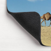 Cameltrein Muismat (Hoek)