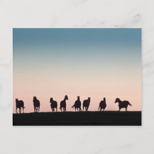 Camera Shy. Briefkaart
