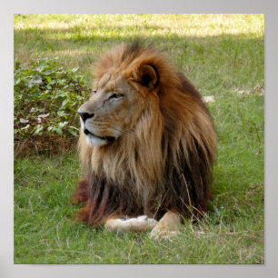 Cameron 3 11x11 poster