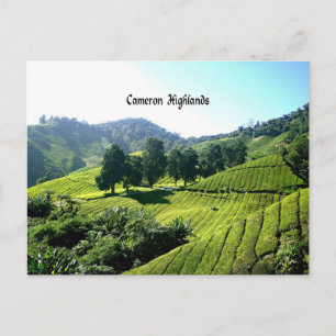 Cameron Highlands, Tea Plantation, Maleisië Briefkaart
