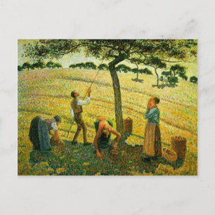 Camille Pissarro- Apple Picking in Eragny-sur-Epte Briefkaart