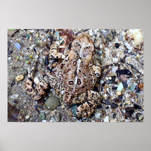 Camoflouge Toad Poster (Voorkant)