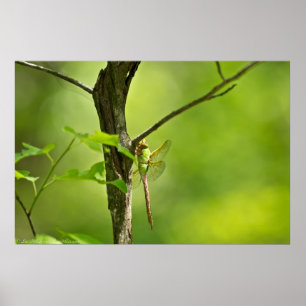 Camouflaed Common Green Darner Dragonfly Poster