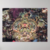 Camouflaed Scorpionfish Poster (Voorkant)