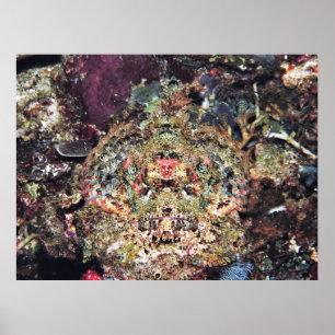 Camouflaed Scorpionfish Poster
