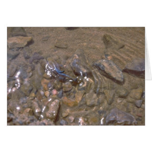 Camouflage Au Fond De La Rivière