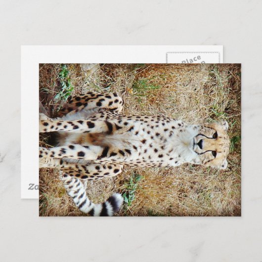 Camouflage Briefkaart (Voorkant / Achterkant)