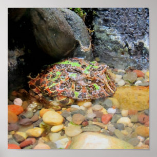 Camouflage Kikker Poster