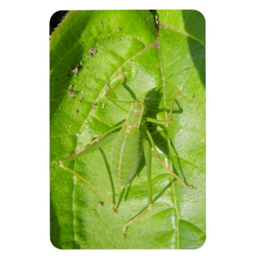 Camouflage vert Magnet Premium (Vertical)