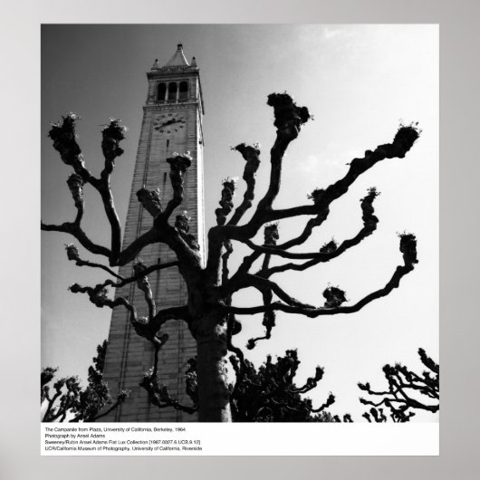 Campanile from Plaza, UC Berkeley, 1964 Poster (Voorkant)