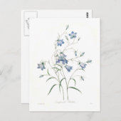 Campanula clochette briefkaart (Voorkant / Achterkant)