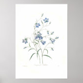 Campanula clochette poster (Voorkant)