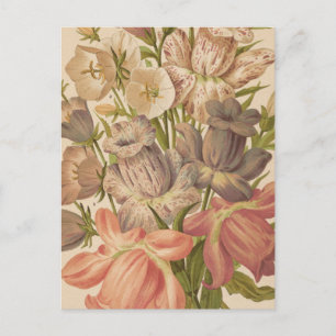 Campanula   George Nicholson Briefkaart