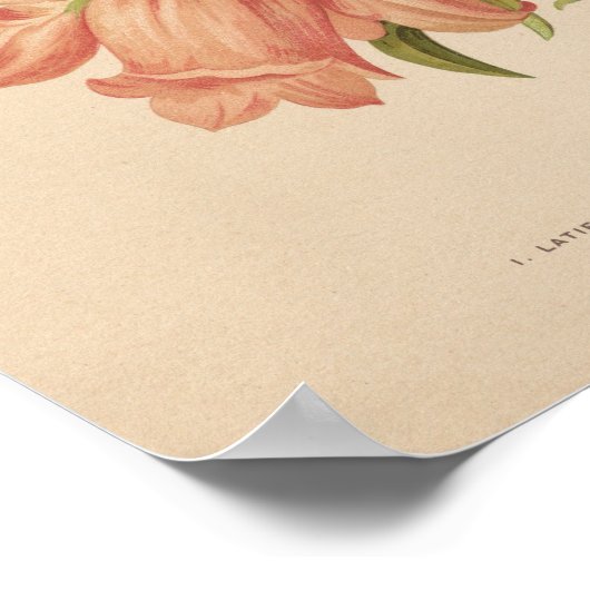 Campanula | George Nicholson Poster (Hoek)