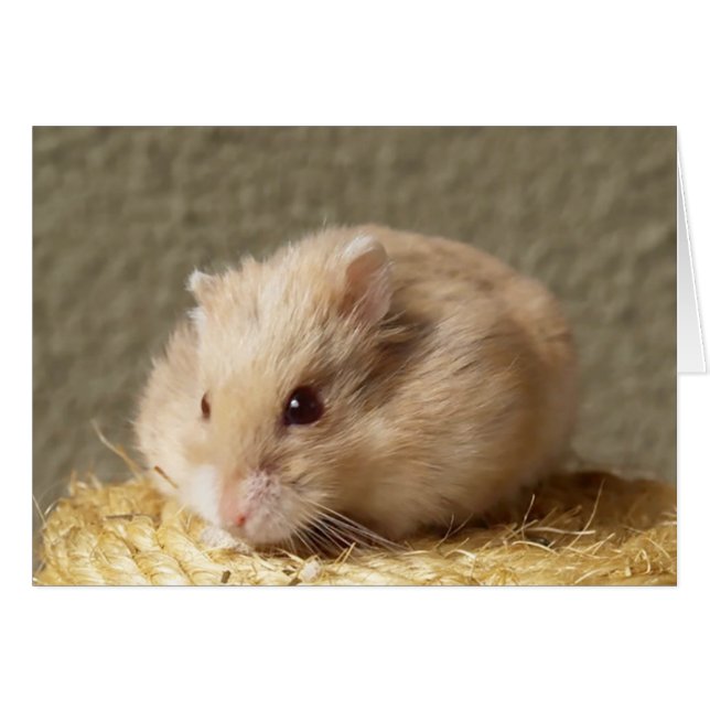 Campbells Dwarf Russian Hamster, Argente (Voorkant Horizontaal)