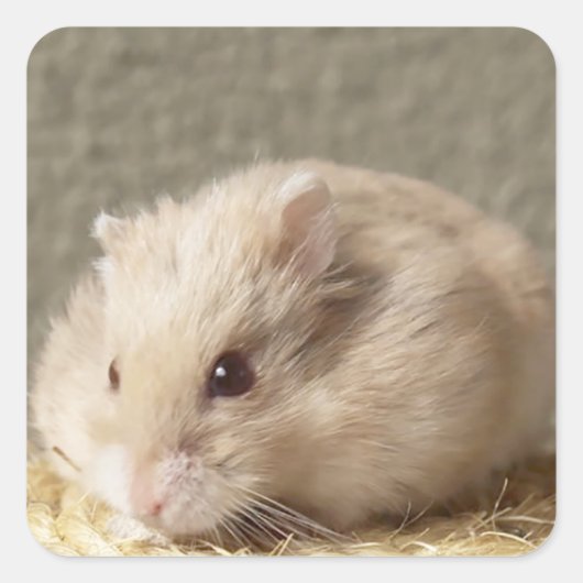 Campbells Dwarf Russische Hamster Vierkante Sticker (Voorkant)