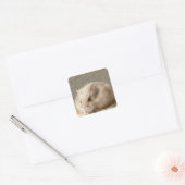 Campbells Dwarf Russische Hamster Vierkante Sticker (Envelop)