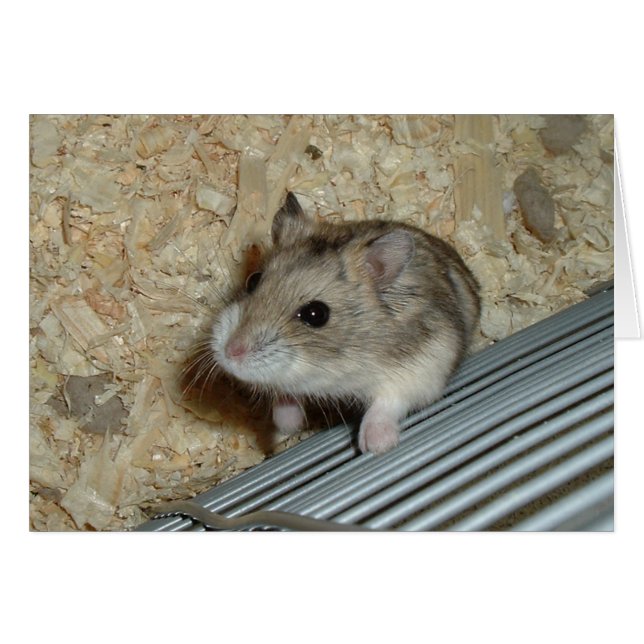 Campbells Hamster (Devant horizontal)