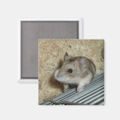 Campbells Hamster Magneet (Voorkant / Achterkant)