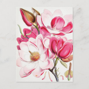 Campbell's Magnolia Briefkaart