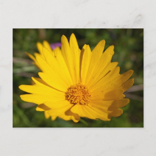 Camphor Briefkaart (Voorkant)