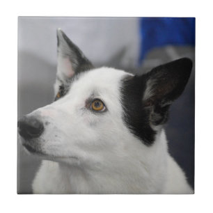 Canaan Dog Tile Tegeltje