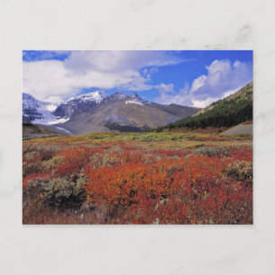 Canada, Alberta, Banff NP. Blauwe bosbessen bloeie Briefkaart