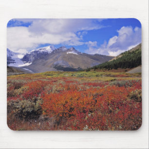 Canada, Alberta, Banff NP. Blauwe bosbessen bloeie Muismat