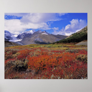 Canada, Alberta, Banff NP. Blauwe bosbessen bloeie Poster