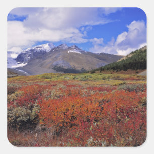 Canada, Alberta, Banff NP. Blauwe bosbessen bloeie Vierkante Sticker
