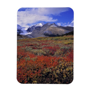 Canada, Alberta, Banff NP. Blauwe bosbessen levere Magneet