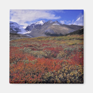 Canada, Alberta, Banff NP. Blauwe bosbessen zorgen Magneet