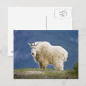 Canada, Alberta, Jasper National Park, Briefkaart (Voorkant / Achterkant)