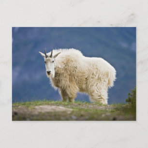 Canada, Alberta, Jasper National Park Briefkaart