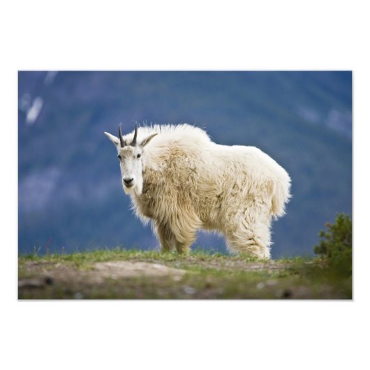Canada, Alberta, Jasper National Park, Foto Afdruk (Voorkant)